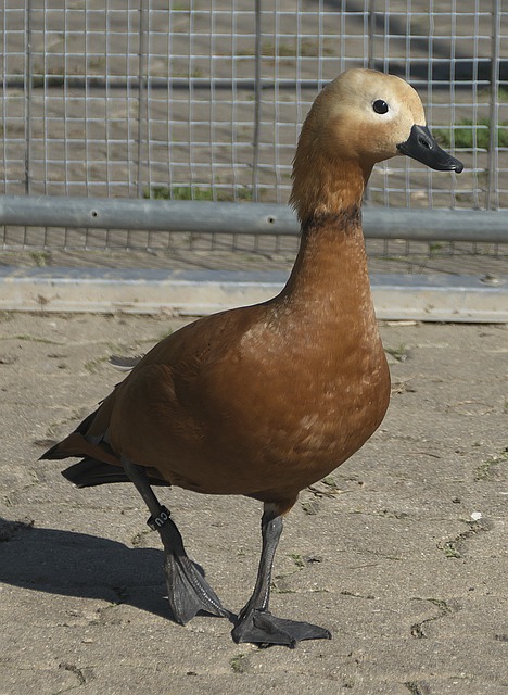 冠军